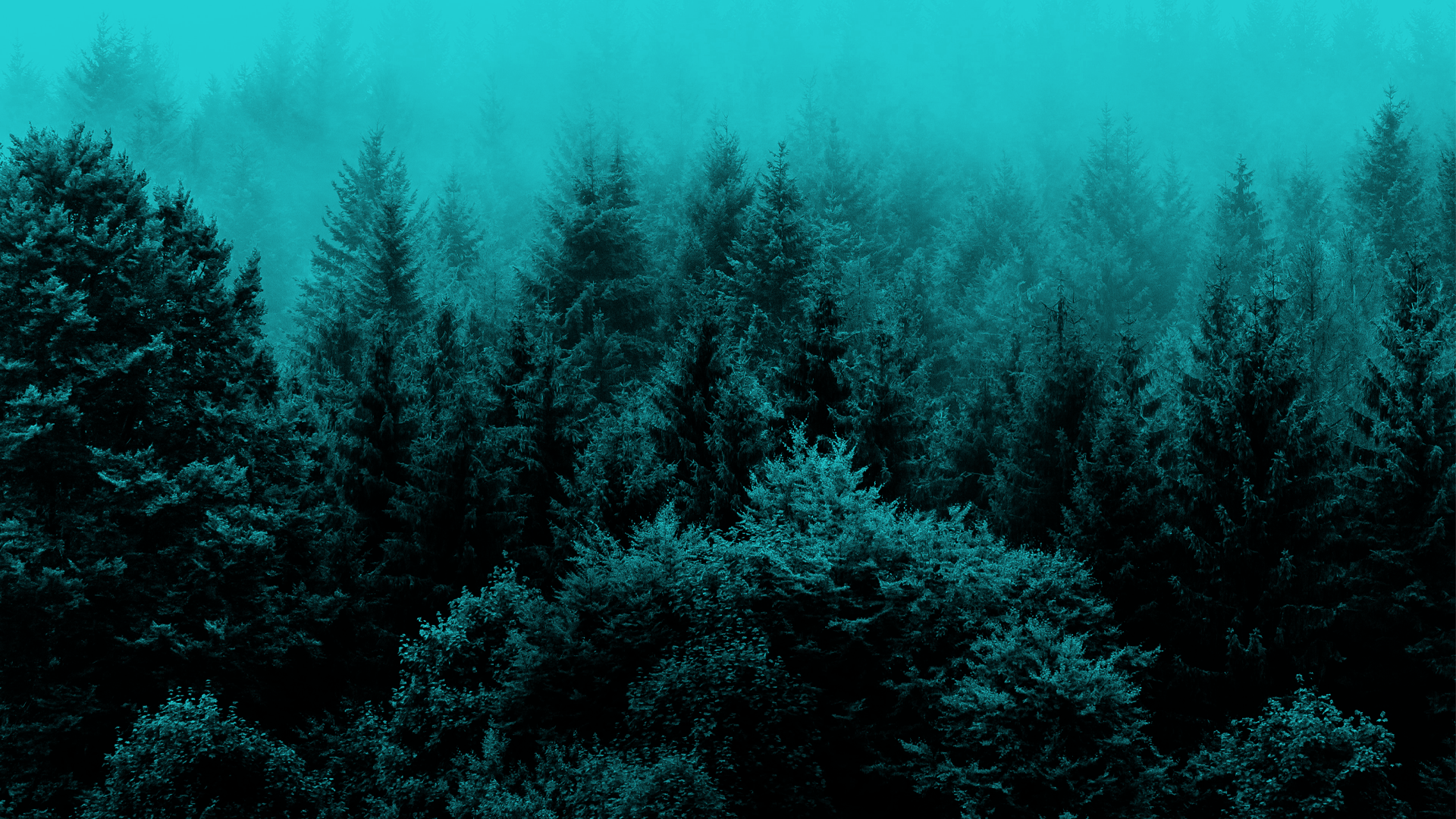 World leading wood scanning solutions